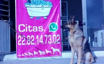 SPA canino sucursal banderilla