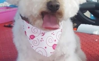 perros Gatos y algo mas