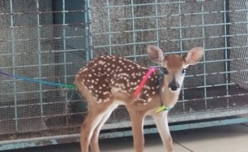 Veterinaria San Julián