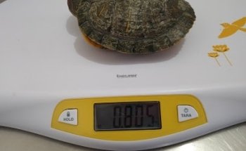 Clínica de Urgencias Veterinarias Exóticos & Pequeñas Especies