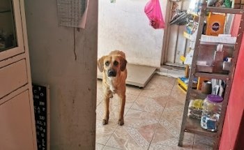 Centro Holístico Veterinario