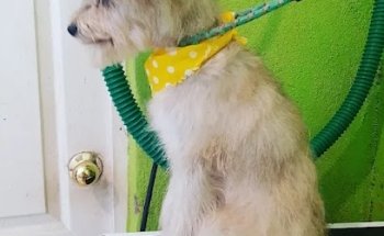 Veterinaria Peek. Atención de emergencia 24hrs. (De 8pm a 9am solo con previa cita o cita confirmada)