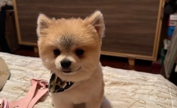 VETERINARIA PRETTY PET'S