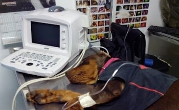 Veterinaria Iztacala