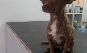 Petlife Clínica Veterinaria