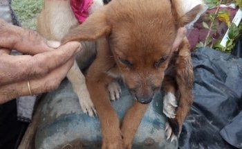 VETERINARIO 24 HRS DR.CHAIDEZ - Cremación De Mascotas