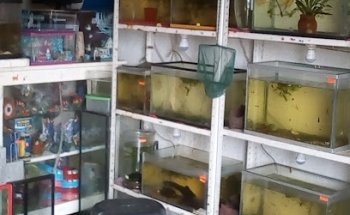 Clínica Veterinaria Y Acuario Irisol