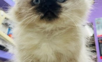 Veterinaria PETS DORF