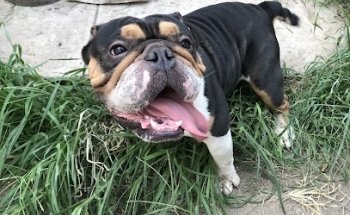 Dogtown Hotel & Spa VIDRIERA