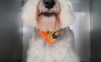 Aalak' Centro Veterinario