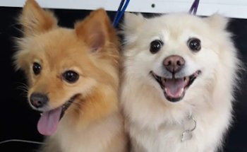 Veterinario y Estética canina a domicilio PetCute