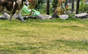 Hospital Veterinario Asis La Paz