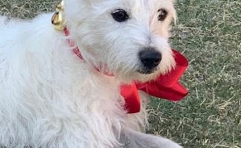 Clinica Veterinaria Russell's