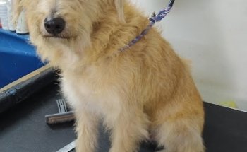 Dr. Javier Raul Rodríguez