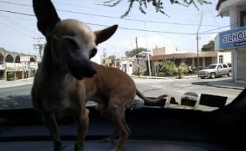 Veterinaria Terranova