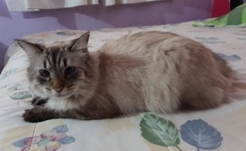 Veterinaria Sagitario