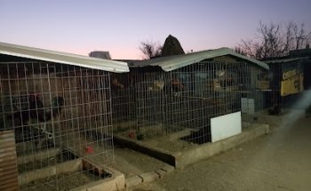 CRIADERO POKER DE ASES