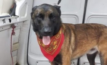 Estetica Canina PetCare DF CONDESA