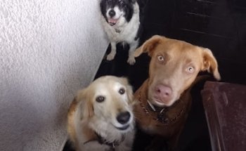 Dispensario Veterinario