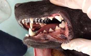 Fundación Veterinaria