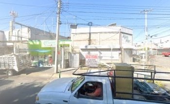 Chien Pets Veterinaria