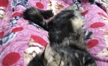 Veterinaria El Jaguar