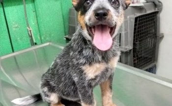 Veterinaria Animal Granjas