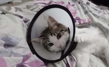 Consultorio Veterinario Rivero (Dentro de Plaza Andalucia)