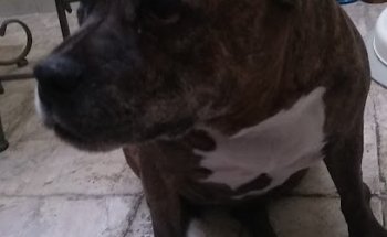 Clinica veterinaria duran