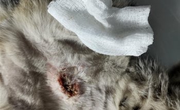 Veterinaria San Luis