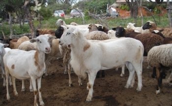 Granja Escuela Sustentable OVINOS CLAVELLINAS