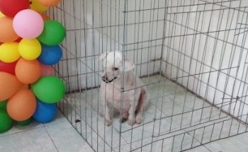 Veterinaria Mejores Amigos