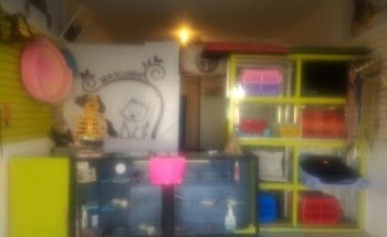 Dr Changoleon estética canina