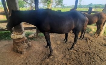 Veterinaria el crucero