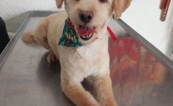 Consultorio Veterinario Hakuna-matata