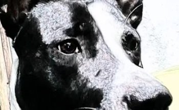 Mi ángel Fiel Crematorio