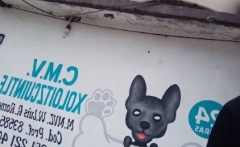 C.M.V. Xoloitzcuintle