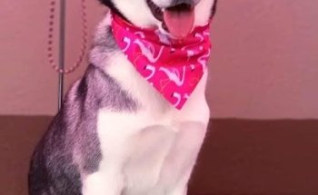 DEMODOGGIES Servicio Veterinario