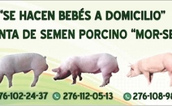 Integradora Pecuaria Mor-Seg