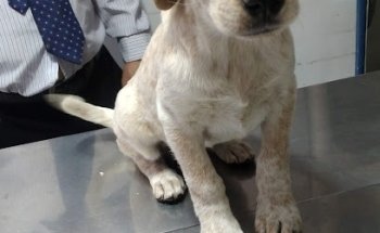 Veterinaria Liberato