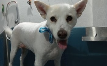 Centro de Atención y Diagnóstico Veterinario CADIVET ????????