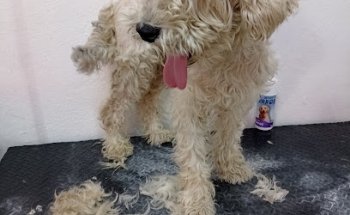 Clínica veterinaria Las Cruces