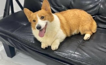 Welsh Corgi prembroke-tijuana