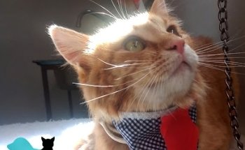 Centro Veterinario Pequeñas Especies Tierra Adentro