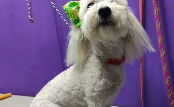 Consultorio Veterinario Lovet