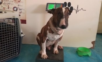 Clínica Veterinaria Pacífico