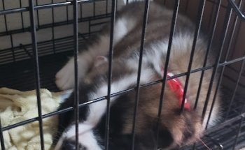 Veterinaria happy pet