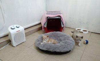 UNA SALUD Consultorio Veterinario