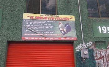 Incubadora El Papa De Los Pollitos