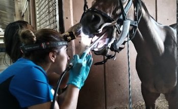 Servicios Veterinarios para Equinos